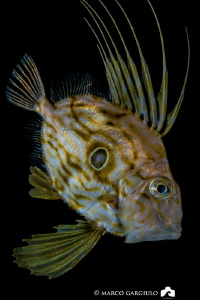 John Dory, Night dive by Marco Gargiulo 